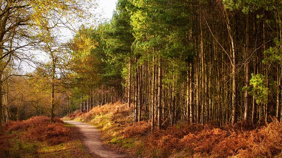 Best autumn walks in the UK Cannock Chase
